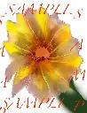 flower_copyright.webp