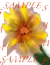 Good Vibez - Chrysanthemum flower picture