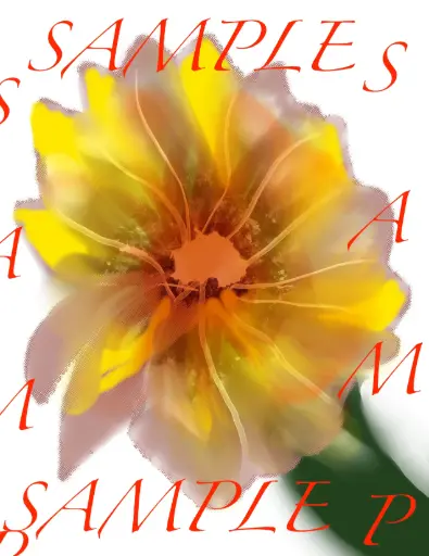 Good Vibez - Chrysanthemum flower picture